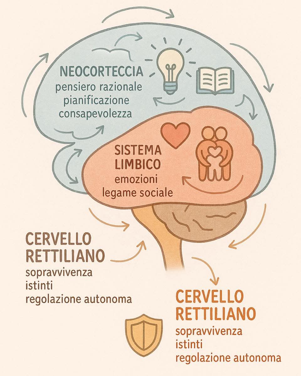 Come funziona il cervello